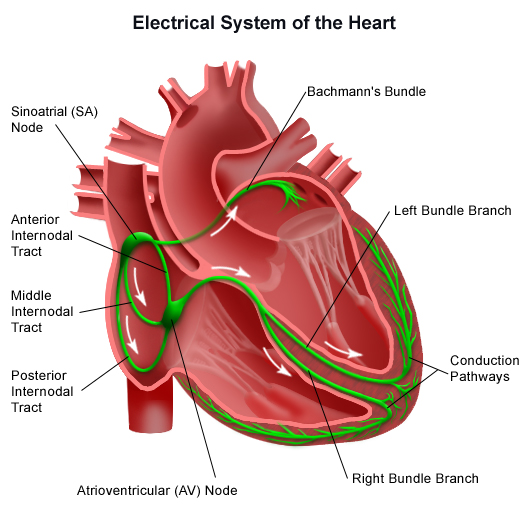 conducting system of heart. heart conducting system