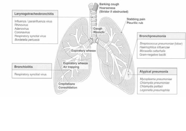 Etiology and symptoms of lower respiratory tract